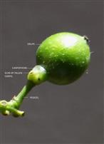 Fruit (Young)